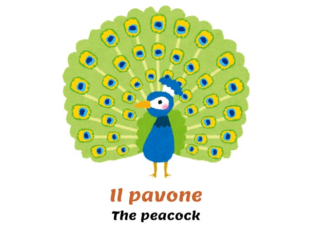 useful Italian words for birds - pavone