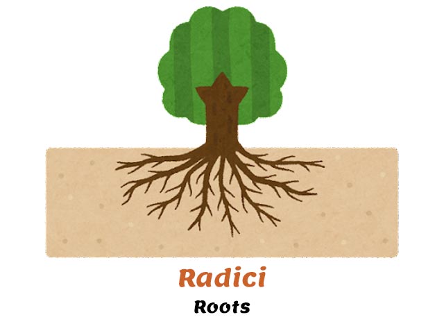 roots - radici