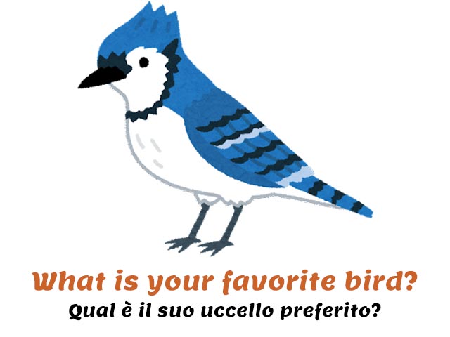 uccelli bianco e azzurro - verbo essere in inglese