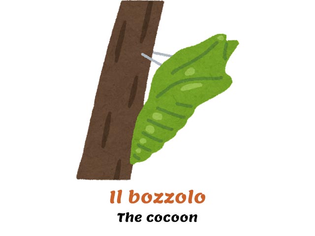 how do you say butterfly in italian? - green cocoon on a branch