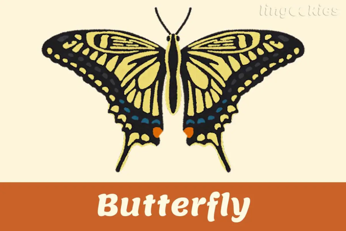 how-do-you-say-butterfly-in-italian-with-free-audio