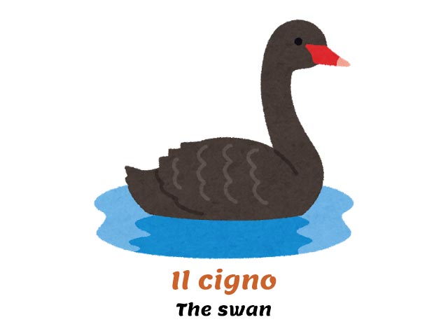 black swan swimming - birds in italian