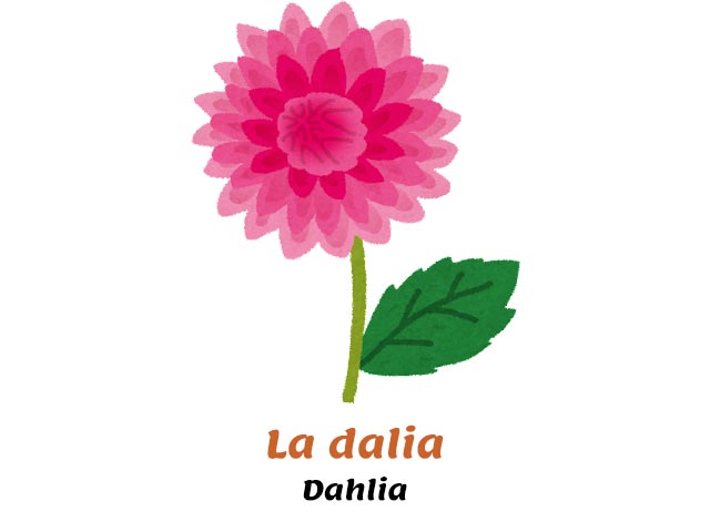 dahlia flower