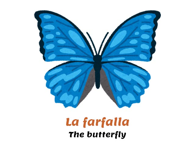 how do you say butterfly in italian - black and blue butterfly