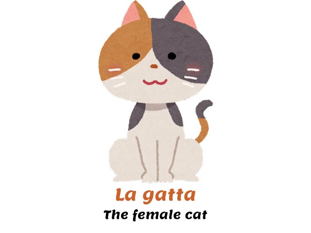 Gatto - Italian Word of the Day