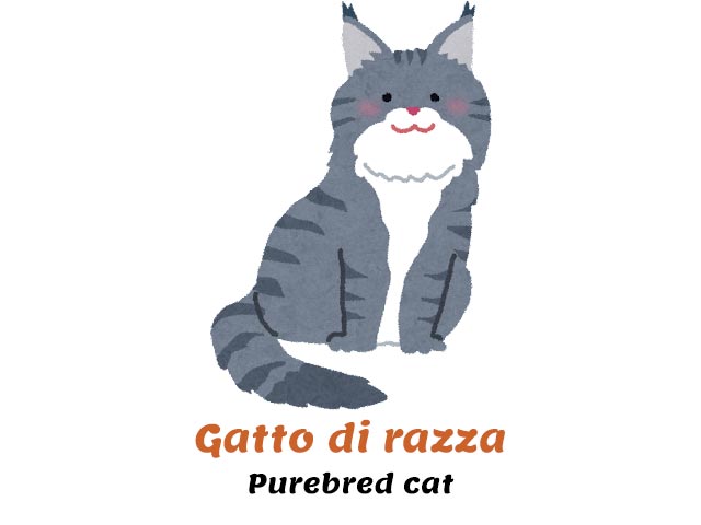 CAT in Italian - Pronunciation, origins, examples