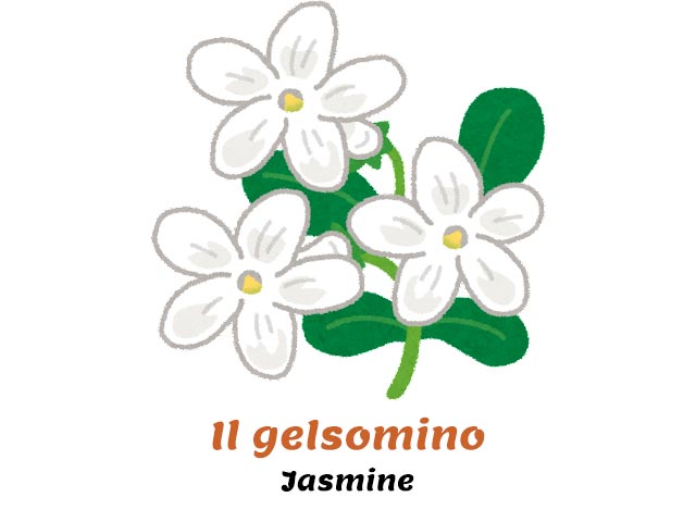 italian names for flowers - jasmine