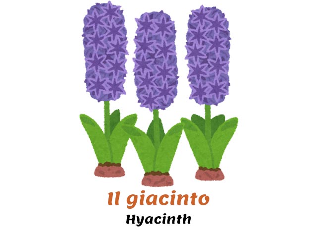 italian flowers names - hyacinths