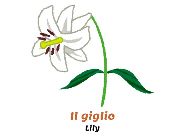 lily flower