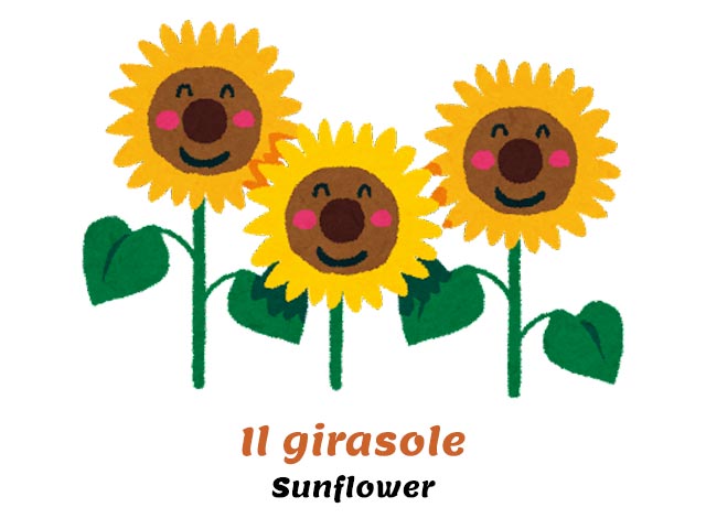 flowers in italian - three smiling sunflowers