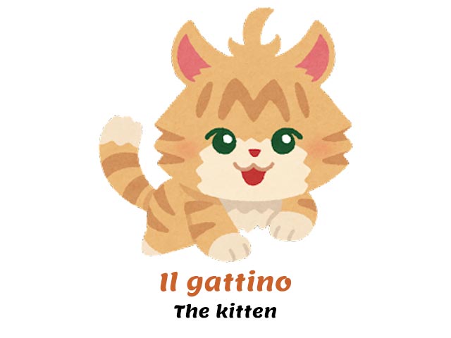 kitten in italian