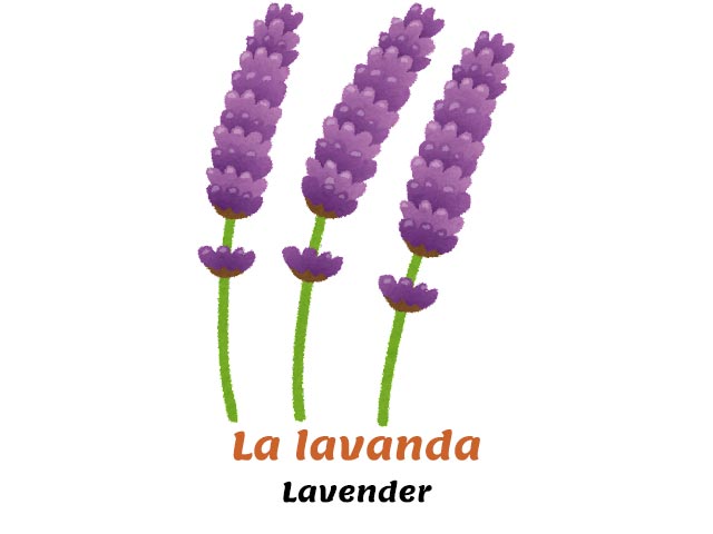 italian names for flowers - lavender