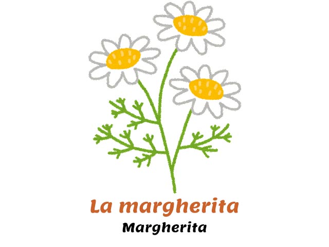 margherita flower