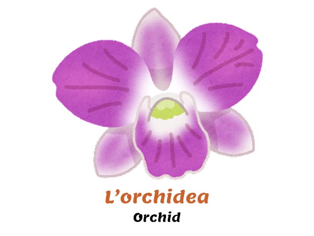 italian names for flowers - orchid flower