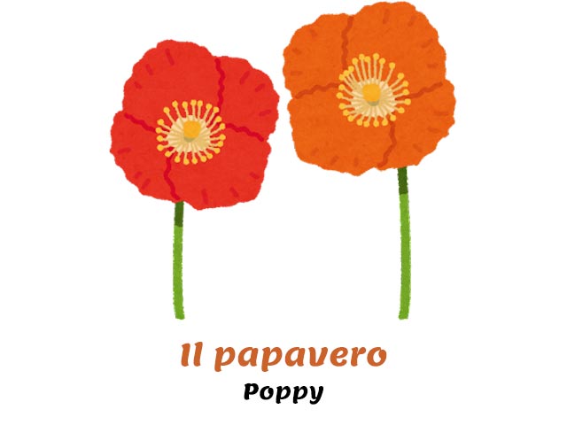 italian flowers names - poppy