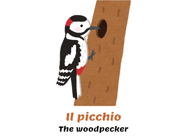 woodpecker opening a hole in the wood