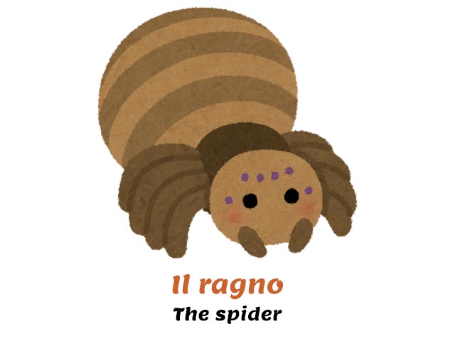 brown spider - bugs in italian