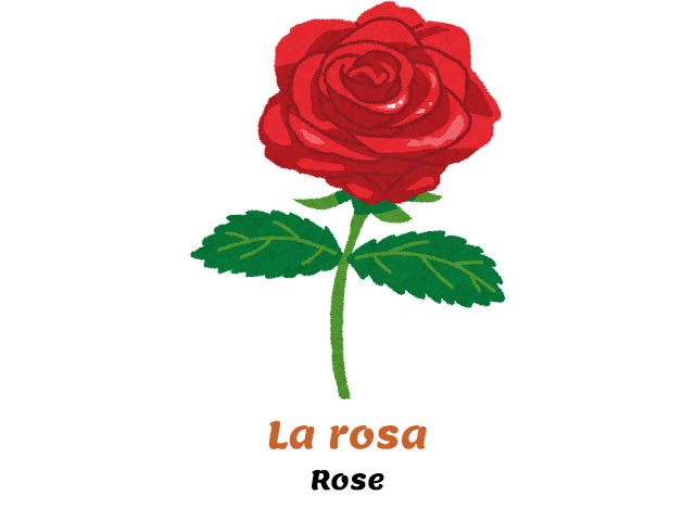 italian flowers names - red rose