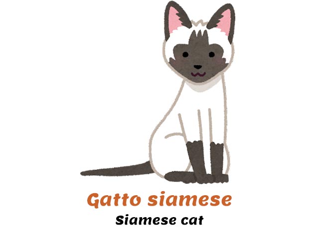 siamese cat