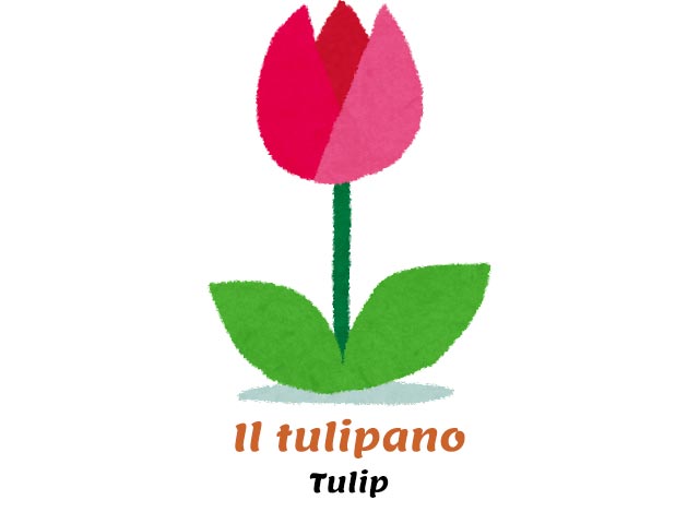 tulip flower