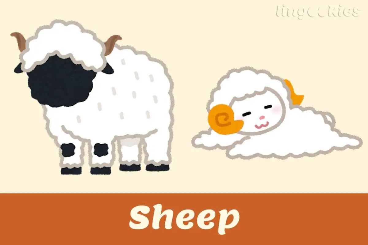 how-do-you-say-sheep-in-italian-with-free-audio