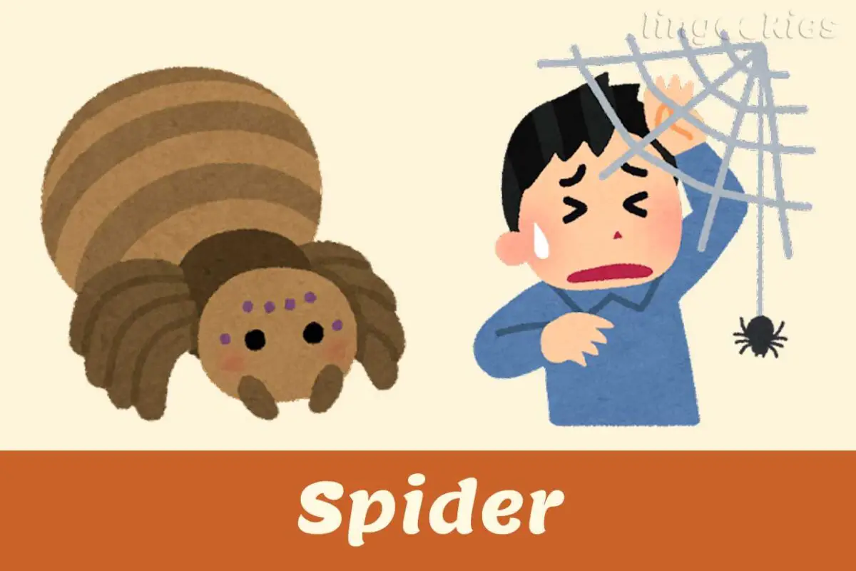 how-do-you-say-spider-in-italian-with-free-audio