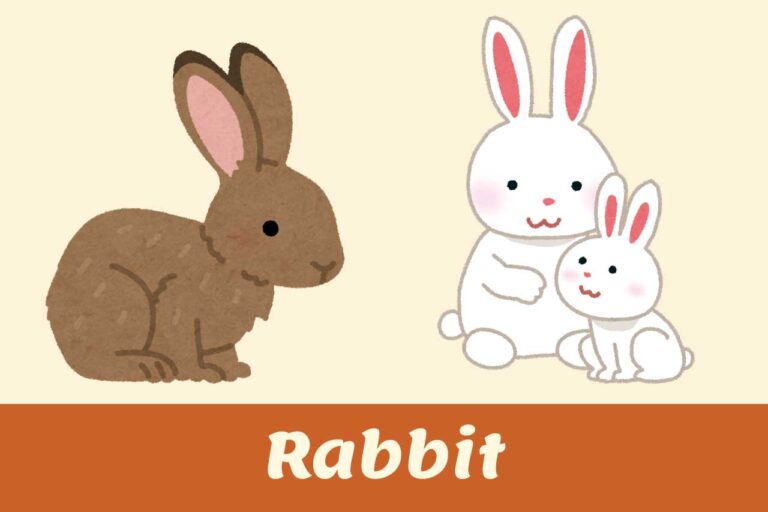 RABBIT in Italian - Pronunciation, origins, examples
