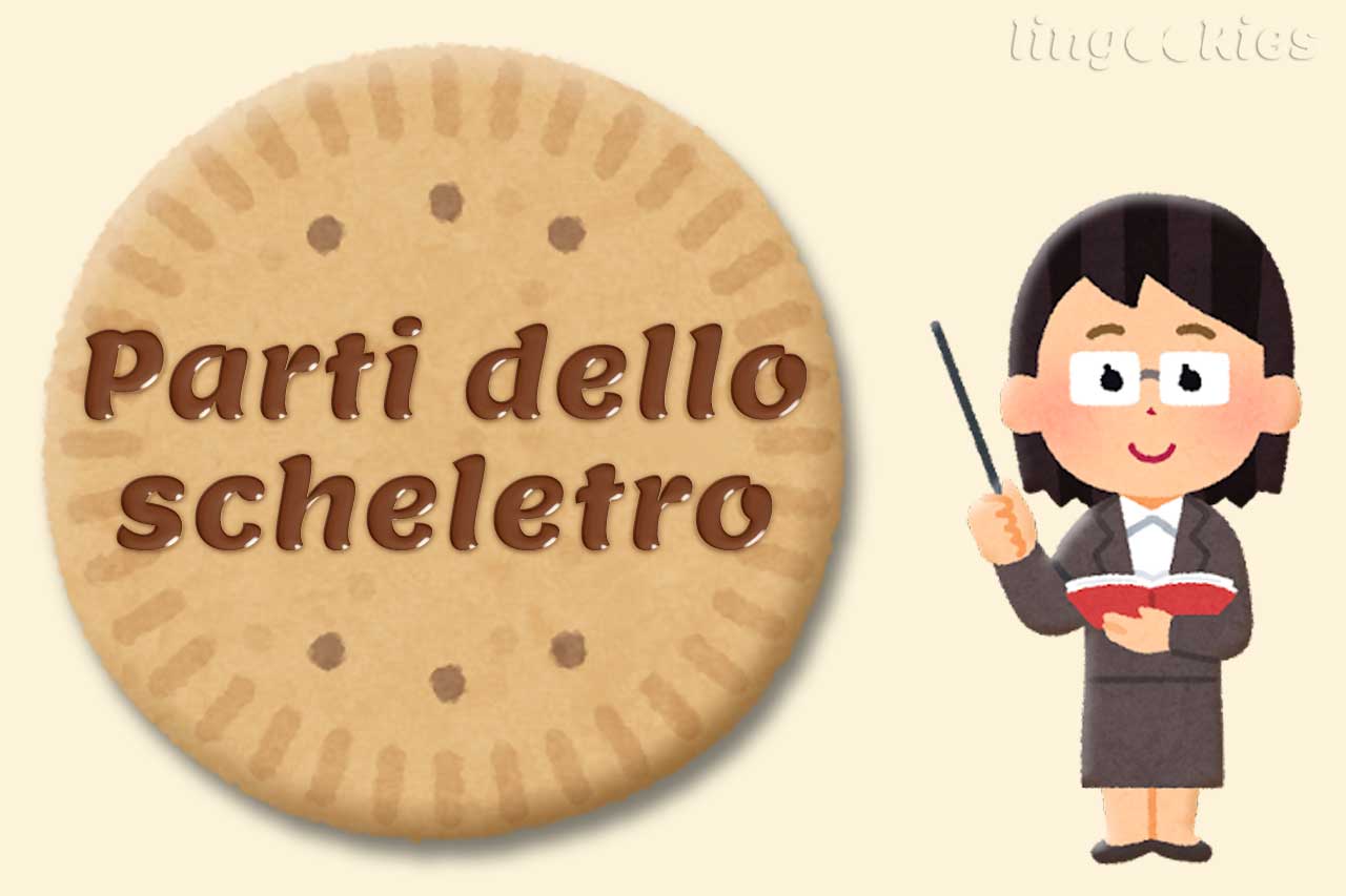parti dello scheletro in inglese